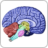 Brain Injury Biomarkers